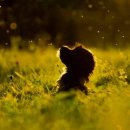 인천24시유앤미동물병원 이미지