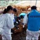 두메축산 이미지