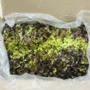 쌈앤장 | 무농약 꽃상추 쌈앤장팜 상추 1kg 보관법 활용법