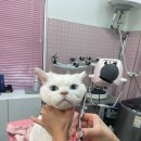 밀크펫살롱 이미지
