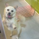4공단로1R-12 | 봉사하면서 강아지 사랑 듬뿍받기♥반려마루 화성 평일 오후 유기견 봉사 후기(신청방법, 준비물)