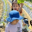 텃밭활동 - 상추 수확!🥬 이미지