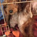 댕댕파티 이미지