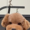 김포도그 이미지