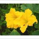 메밀꽃체육관 이미지