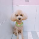살롱드 꽃개 이미지
