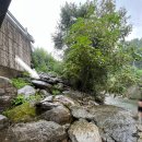 가평금잔디 이미지