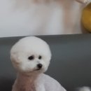 멍멍샵 플러스 이미지