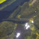 향수사계절낚시터 이미지