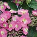 코튼캔디 이미지