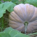 참샘골농장 이미지