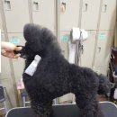 강아지song 이미지