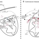 Mitochondrial calcium homeostasis as potential target for mitochondrial medicine(미토콘드리아 의학) 이미지