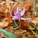 지니 나비 이미지