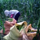 승부농장 이미지