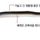 원통풍천민물장어 이미지