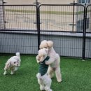 멍땅내사랑 애견유치원 애견호텔 | 슈가를 설레게 하는 강아지 (평택송탄)멍땅 내사랑 강아지 유치원♡