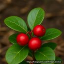 (주)윈터그린 이미지