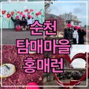 전라남도순천의료원 | [공지] 순천 러닝 코스 추천 | 순천 홍매화 명소 탐매마을 홍매화 러닝 후기