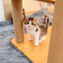 러시안블루분양 나와 행복한 고양이 이야기 이미지