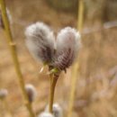 소백산 어의곡~비로봉(1,439m)~천동계곡 단양 2009.02.15.일 이미지