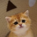 애월캐터리 이미지