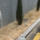 트레밍MM 이미지