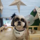 윤애견미용 이미지