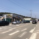 서산 ‘유기방가옥’ 수선화 축제 실시간 후기 (4/7 기준)