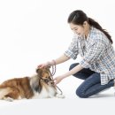 타요타요 펫택시 이미지