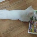 시키묵자