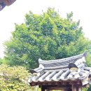 추사고택 관사앞 | 단아한 고택의 아름다움, 추사고택