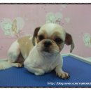 땡자애견 이미지