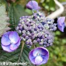삼광사료 | 제주 산수국(濟州 山水菊)의 베스트 25 품종(Jeju Hydrangea Best 25Cultivars) 영남대학교 명예교수...