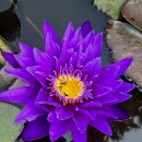 울트라 바이올렛 열대수련 (Ultra Violet Water Lily) 이미지