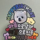 소미의 6번째 생일♡ 강아지 케이크 후기