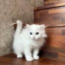 도그365 | 강아지분양 인천강아지분양 고양이분양 도그마루 소개해요