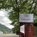 콜라니티다 이미지