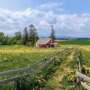 초원의 빛 이미지