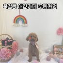 우다다 | 부천옥길동실내애견카페 우다다멍 내돈내산후기