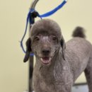 멍글하우스 이미지