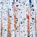 빛-자작나무 이미지