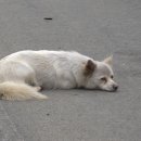 복덩이복권 이미지