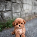 퍼피데일리 이미지