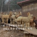 봄 국내여행지 추천 - 강원도 홍천 알파카월드 방문후기