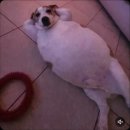 파리바게뜨오천점 | 독일방문학생가서 놀다가 오로라 막차타러 핀란드 로바니에미로 가는 이야기