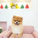 메리몰펫샵 이미지