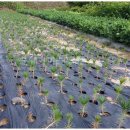 해송2로 이미지