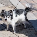 스타동물약국 이미지