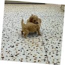 푸들사랑 | 용산구에서 만난 사랑스러운 토이푸들 분양 후기